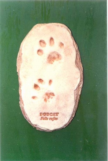 Baby Bobcat Footprint Cast