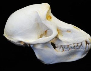 Chacma Baboon Adult Female Skull