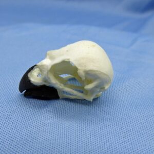 vegetarian finch skull replica-3