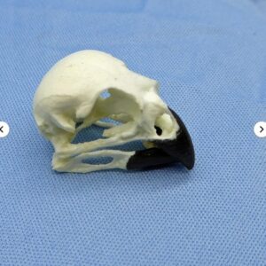 vegetarian finch skull replica