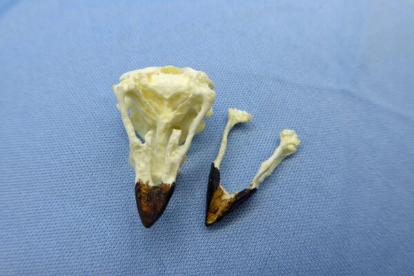 vegetarian finch skull replica-4