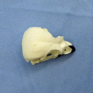 vegetarian finch skull replica-5