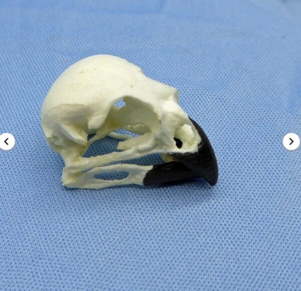 vegetarian finch skull replica