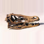 velociraptor-dinosaur-skull-replica-SH15