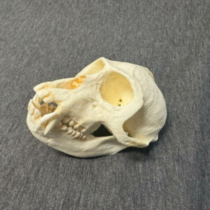 vervet monkey male skull replica carb0825