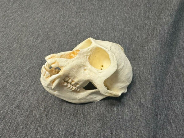 vervet monkey male skull replica carb0825