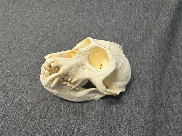 vervet-monkey-male-skull-replica-2-CARB0825