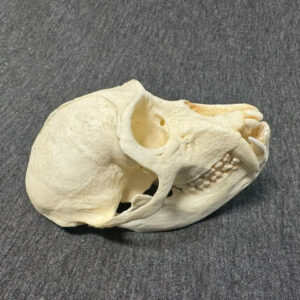 vervet monkey male skull replica carb0825