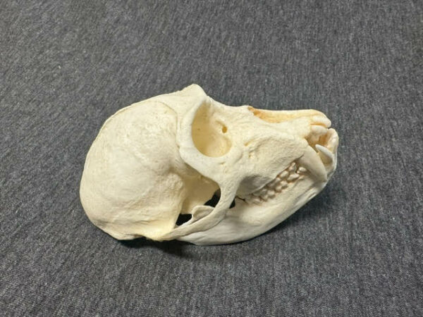 vervet monkey male skull replica carb0825