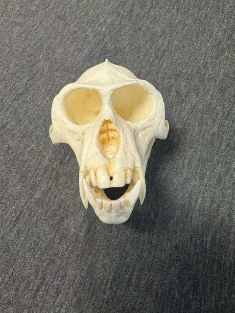 vervet monkey male skull replica carb0825