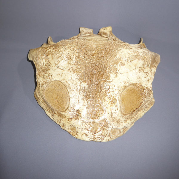 vigilius wellesi skull replica