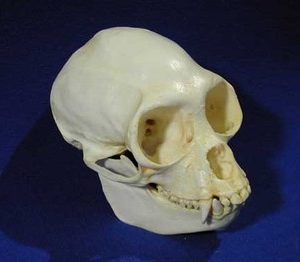 Spider Monkey Adult Male Skulls Replica Model