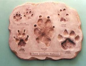 North American Mammal Footprints