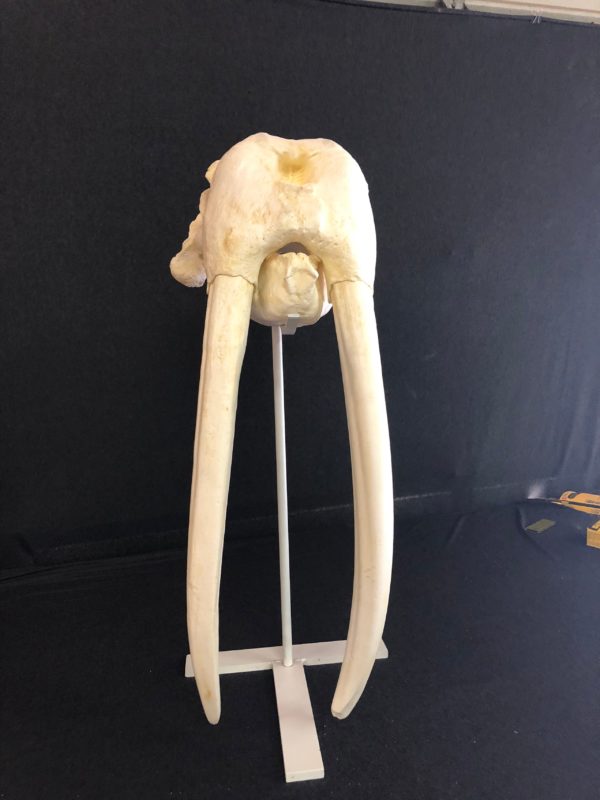 walrus male skull replica