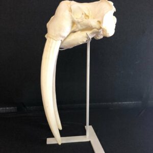 walrus male skull replica left RS094