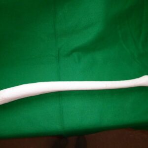 WALRUS PATHOLOGICAL BACULUM REPLICA 2 RM29C