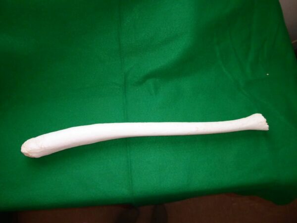 WALRUS PATHOLOGICAL BACULUM REPLICA 2 RM29C