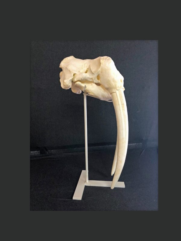 walrus skull replica facing right