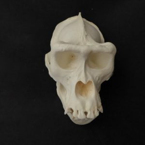 western lowland gorilla female skull replica