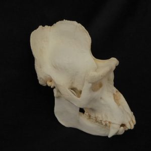 western lowland gorilla male skull