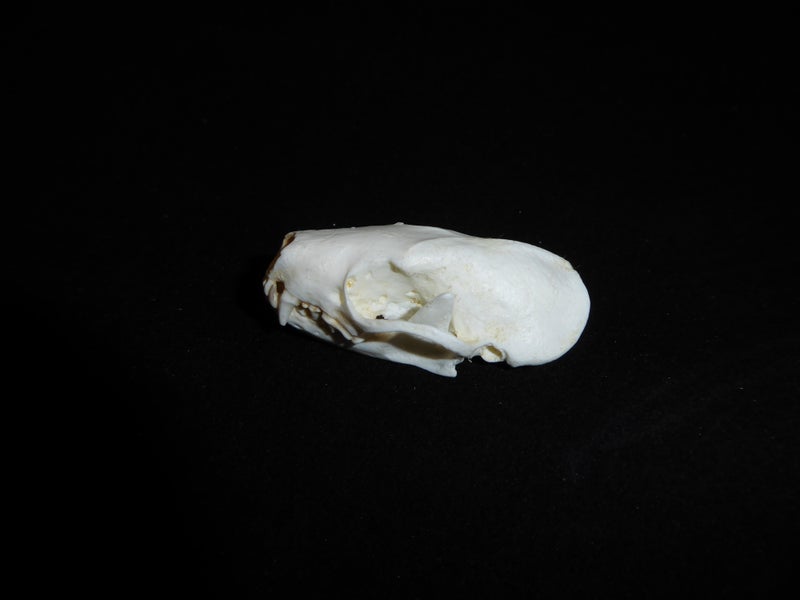 western-spotted-skunk-male-skull-facing-left-RS519