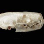 Western Spotted Male Skunk Skull Replica
