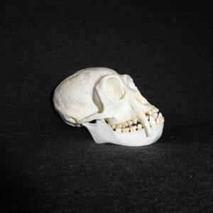 white handed gibbon monkey skull facing right RS430