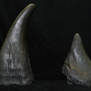 white rhinoceros small horn replica RS063B