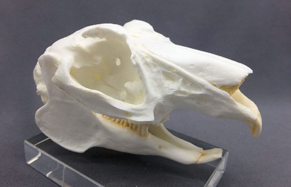 white-tailed jackrabbit skull replica facing right