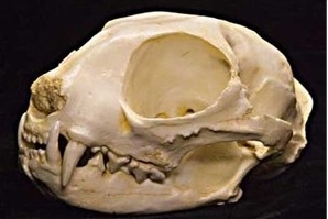 African Wildcat Male Skull