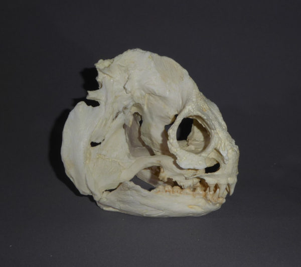wolf eel skull replica