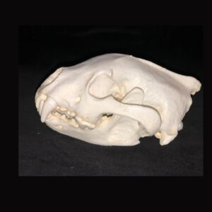 wolverine skull replica RS302