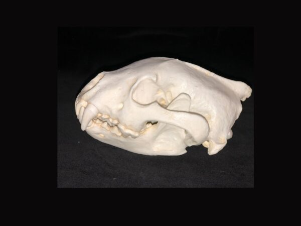 wolverine skull replica RS302