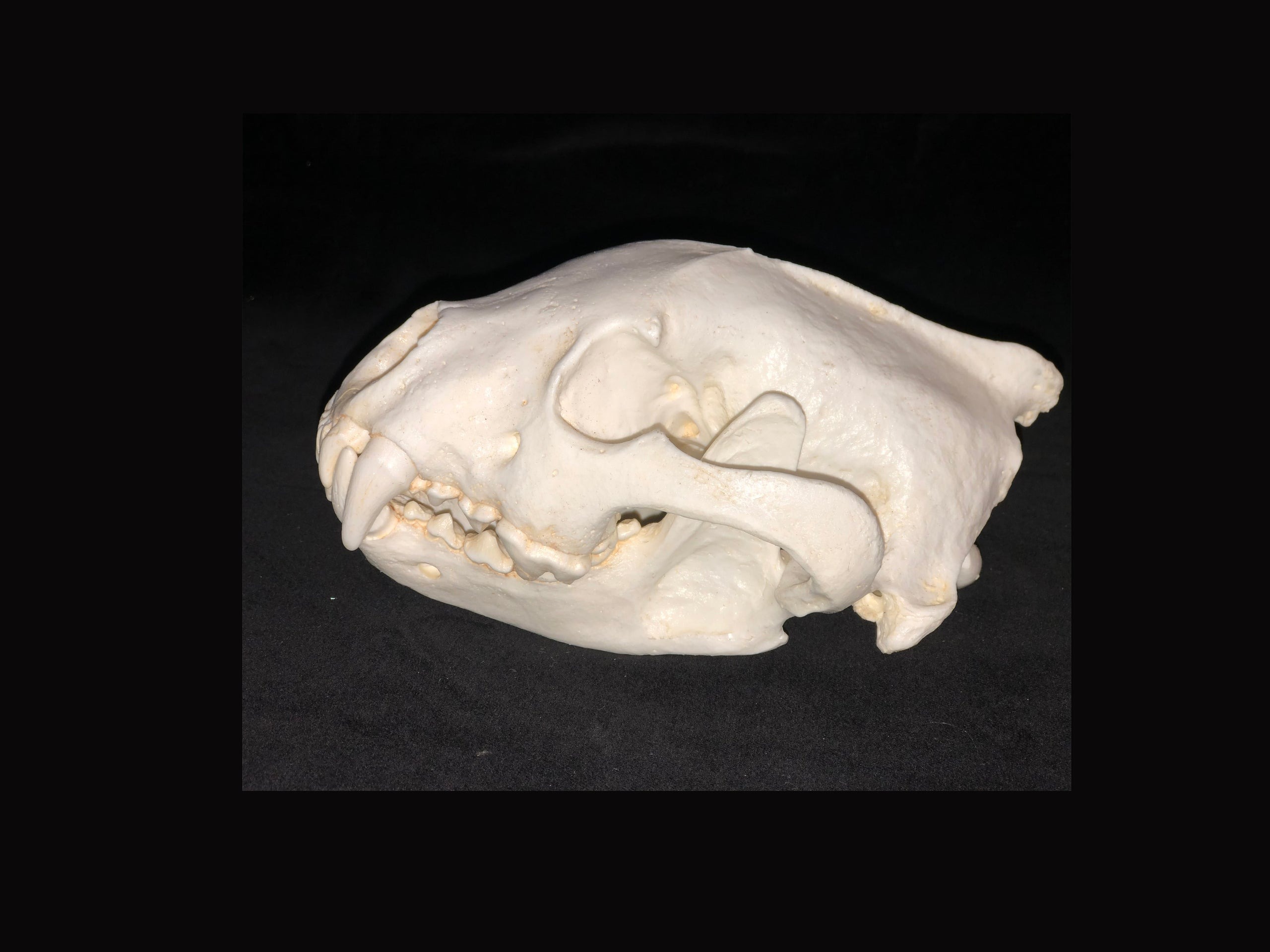 wolverine-skull-replica-5-RS302