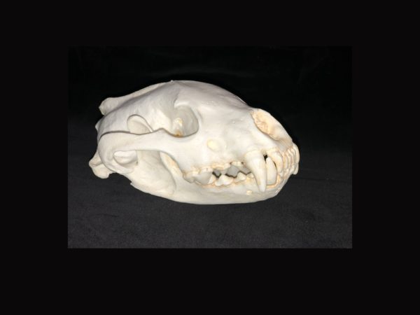 wolverine skull replica