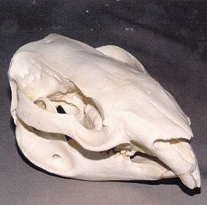 wombat male skull replica