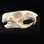 woodchuck-skull-replica-facing-right-RS010