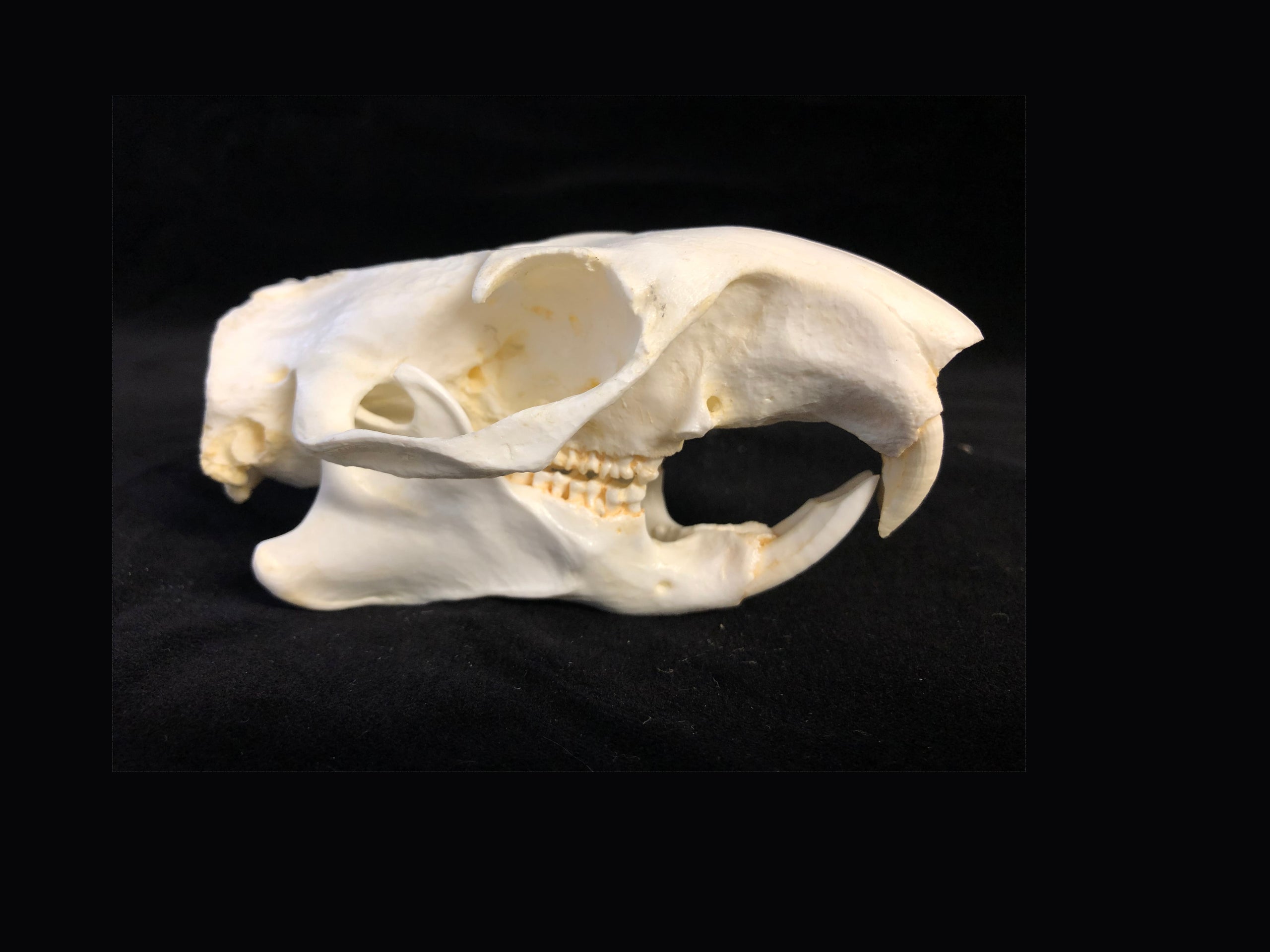 Woodchuck Skull with Jaw Bones #W-1