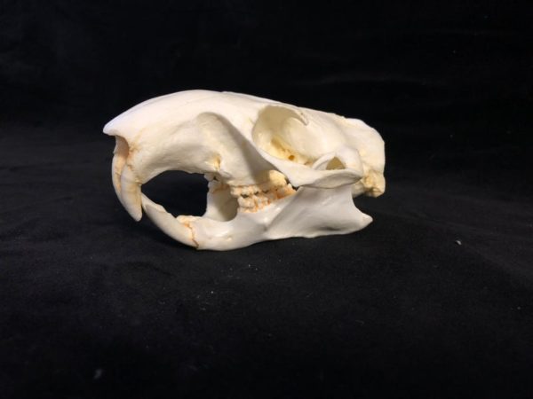 woodchuck skull replica