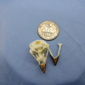 Detailed replica of a Galapagos Woodpecker Finch cranium and mandible open showing specialized, elongated beak used for extracting insects, displayed on a sky blue background.