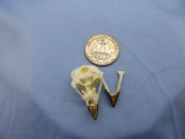 Detailed replica of a Galapagos Woodpecker Finch cranium and mandible open showing specialized, elongated beak used for extracting insects, displayed on a sky blue background.