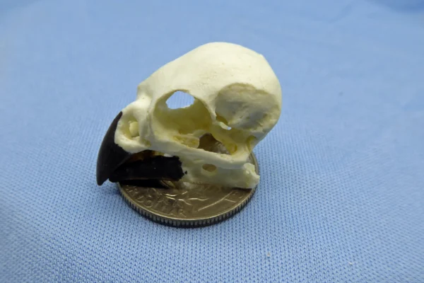 Detailed replica of a Galapagos Woodpecker Finch skull facing left with beak closed showing specialized, elongated beak used for extracting insects, displayed on a sky blue background placed on top of a quarter showing the reverse tails side up.
