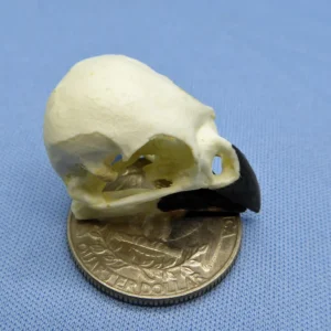 Detailed replica of a Galapagos Woodpecker Finch skull showing the specialized, elongated beak used for extracting insects, diplayed on a sky blue background placed on top of a quarter showing the reverse tails side up.