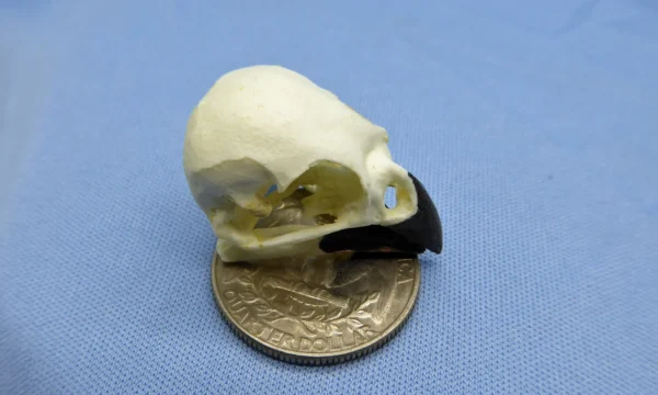 Detailed replica of a Galapagos Woodpecker Finch skull showing the specialized, elongated beak used for extracting insects, diplayed on a sky blue background placed on top of a quarter showing the reverse tails side up.