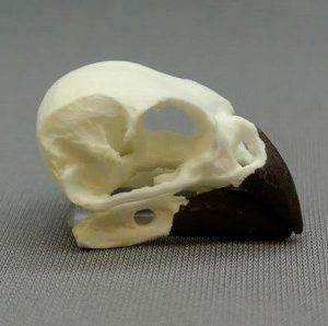 Detailed replica of a Galapagos Woodpecker Finch cranium and mandible open showing specialized, elongated beak used for extracting insects, displayed on a sky blue background.