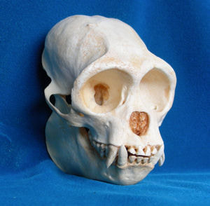 woolly monkey skull replica
