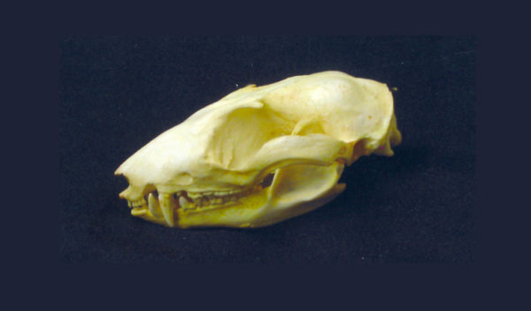 woolly opossum skull replica