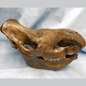 woolly rhinoceros skull with horns and jaw