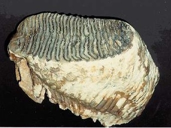 Woolly Mammoth Tooth