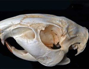 agouti skull
